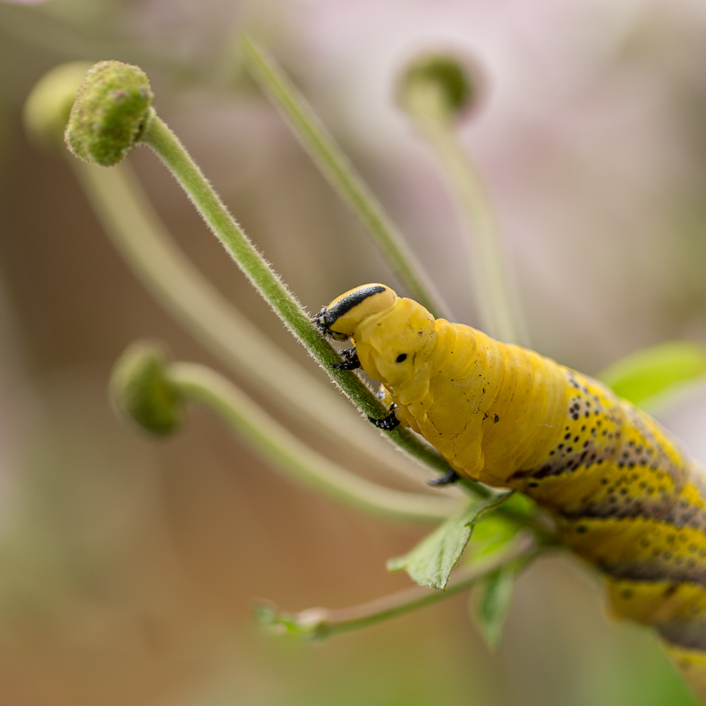 Platz 11 Anton Kienle